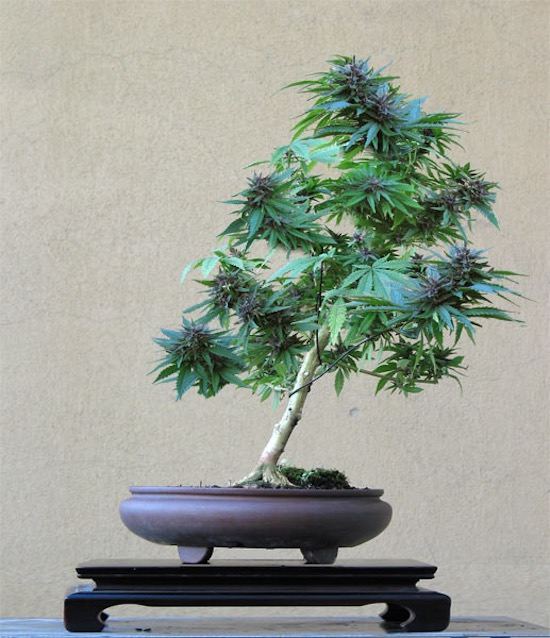 cannabis-bonsai.jpg