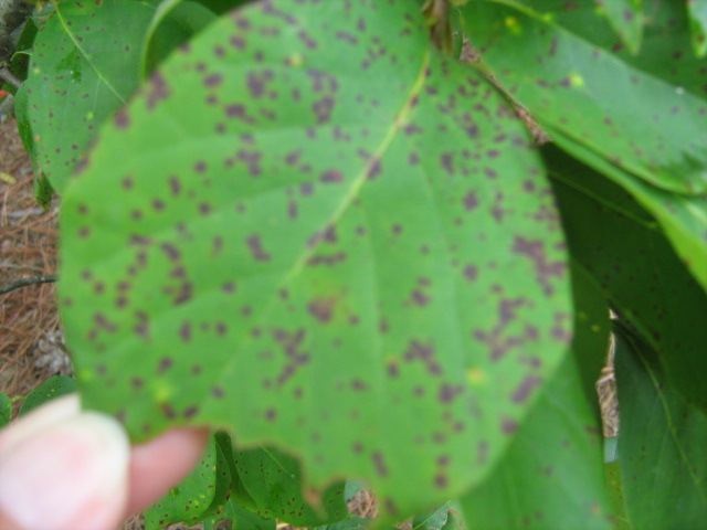 46167d1248903770-black-dots-leaves-disease3.jpg