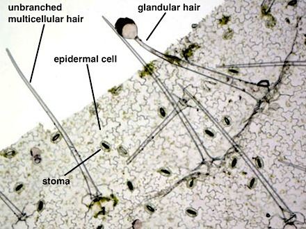 pelargonium-epidermis-lab.jpg