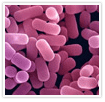 bacteria1.png