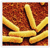 bacteria5.png