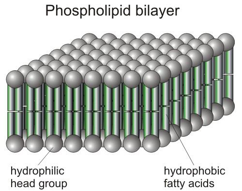 phospholipid_bilayer.jpg