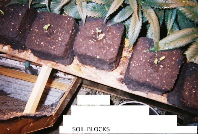 Soil_blocks1.jpg