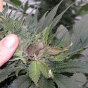large_Botrytis-bud-rot-marijuana.jpg