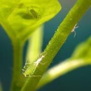 large_aphids-marijuana.jpg