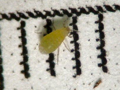huckleberry-root-aphid-rc.jpg