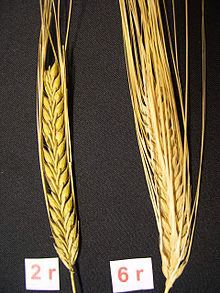 barley1.jpg