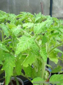 tomato_plants_exhibiting_guttation_excessive_humidity_levels.jpg