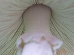 xidentifying-wild-mushroom.jpg.pagespeed.ic.QGErFUsTVs.jpg