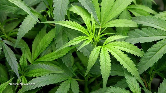 Leaves-Plant-Marijuana-Drug-Crop.jpg