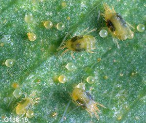 two-spotted-spider-mites-300x254.jpg