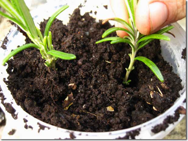 Placing-the-cuttings-in-seed-compost.jpg