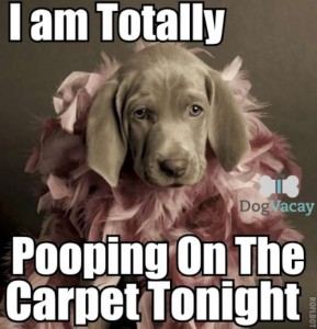 pooping-dog-meme-W630-289x300.jpg