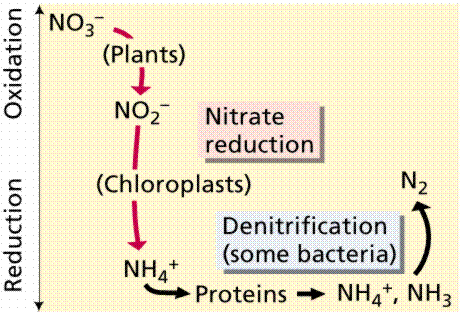 nitrobacter_2.gif