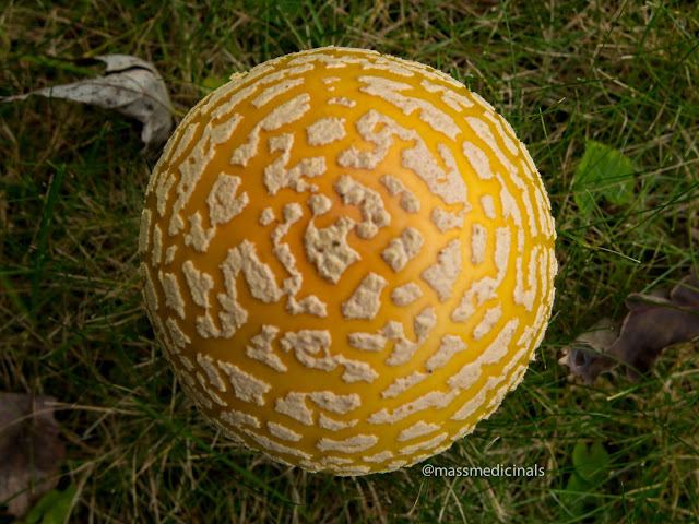 Mushrooms-2.jpg