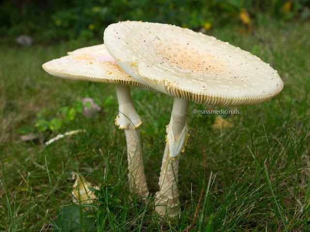 Mushrooms-4.jpg