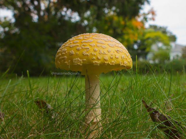 Mushrooms-1.jpg