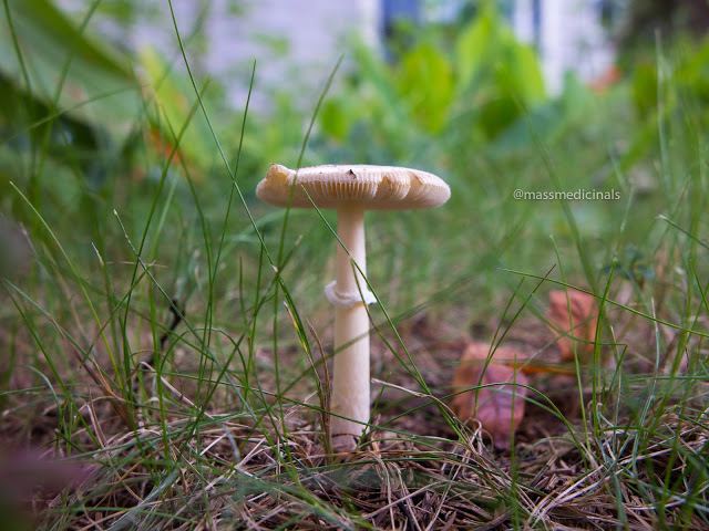 Mushrooms-8.jpg