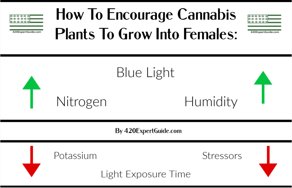 how make cannabis plants grow into female