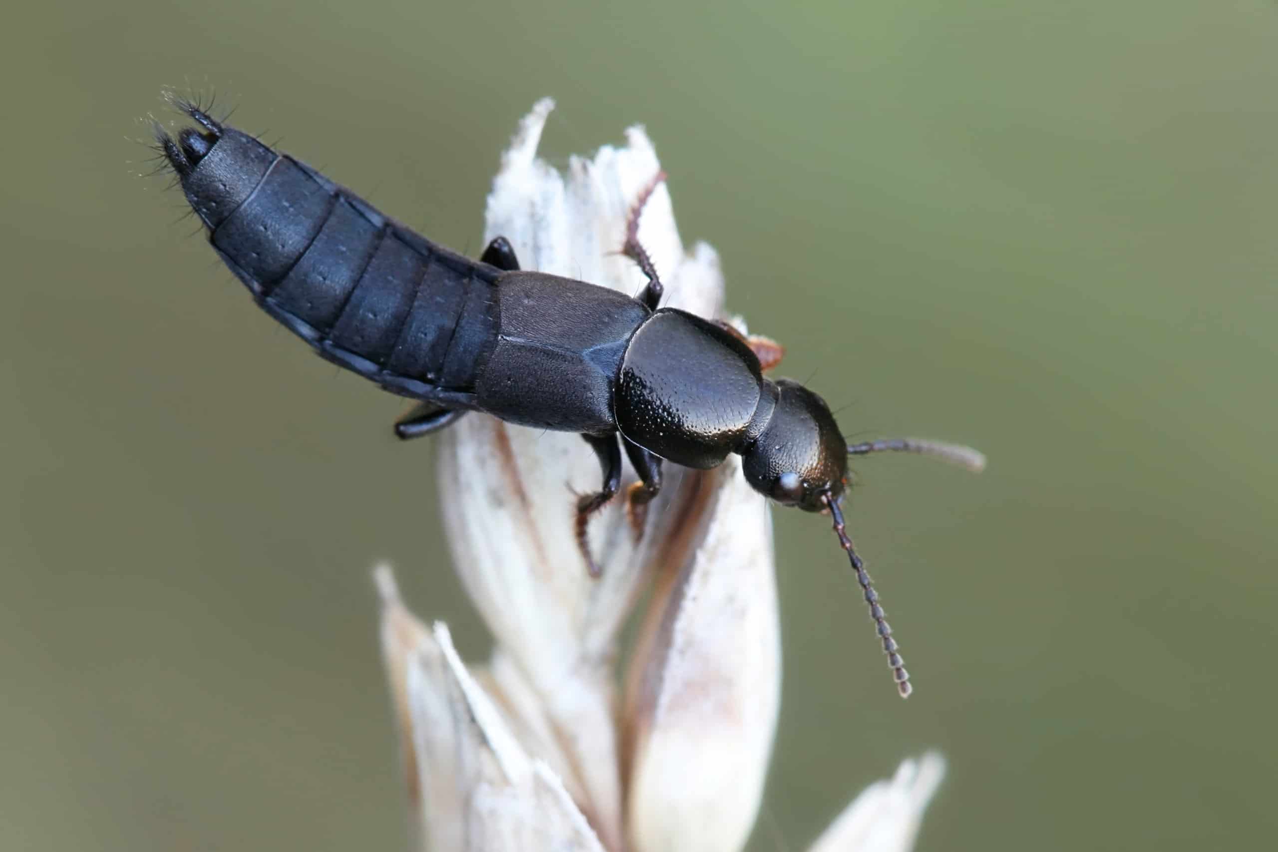 Rove-Beetle.jpg