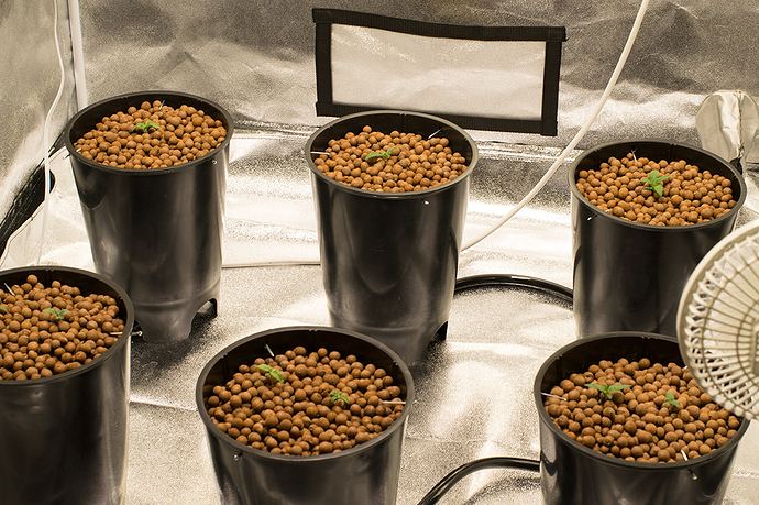 8%20dayGrow%20Rm 8%20dayGrow%20Rm