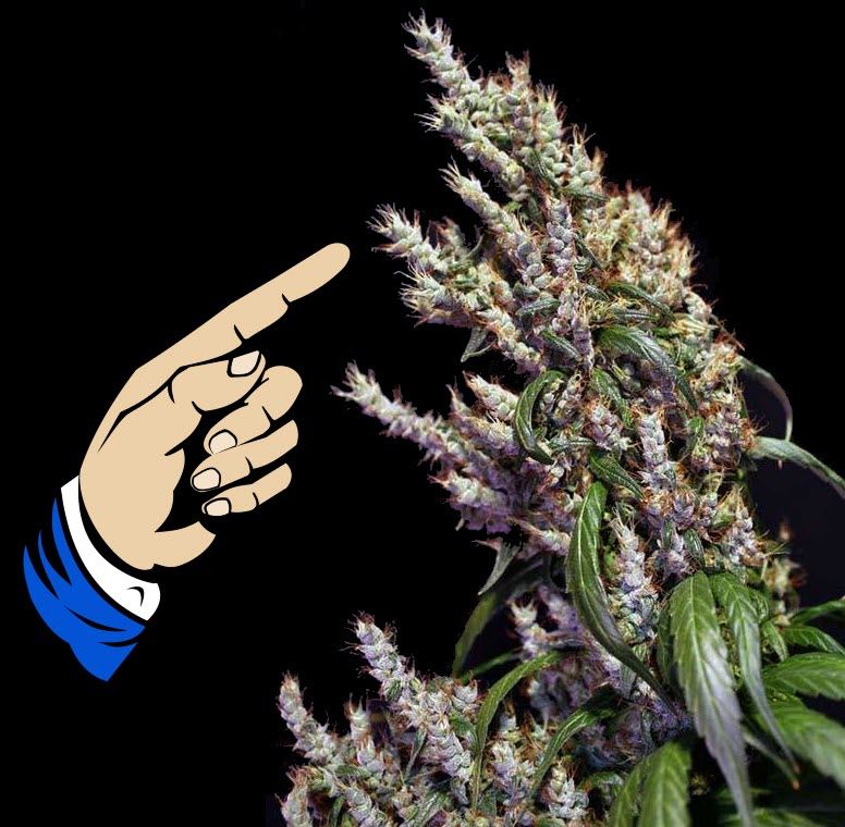 cannabis.net