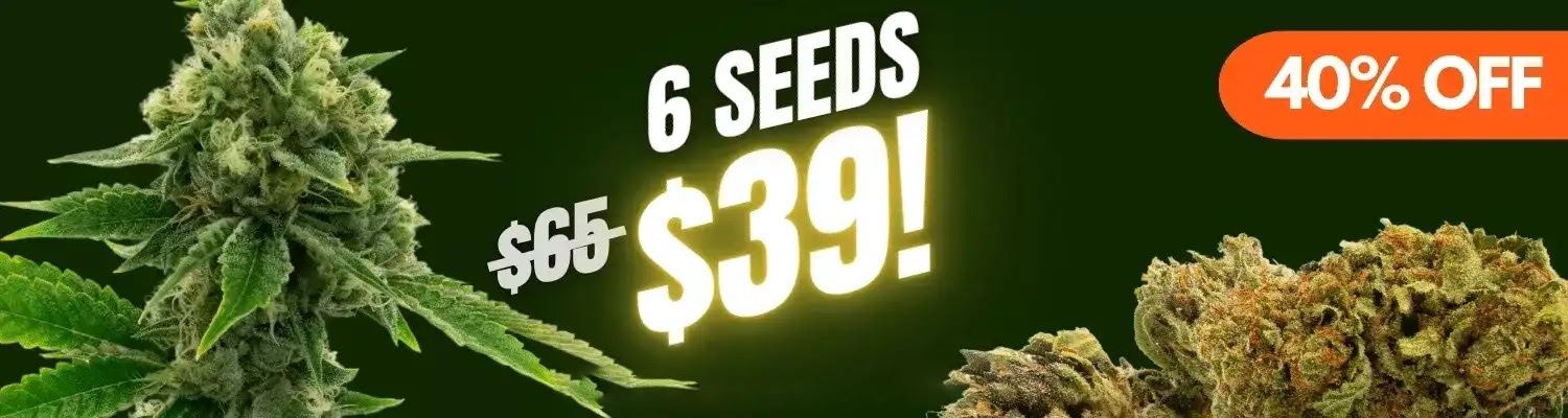 6 Seeds $39