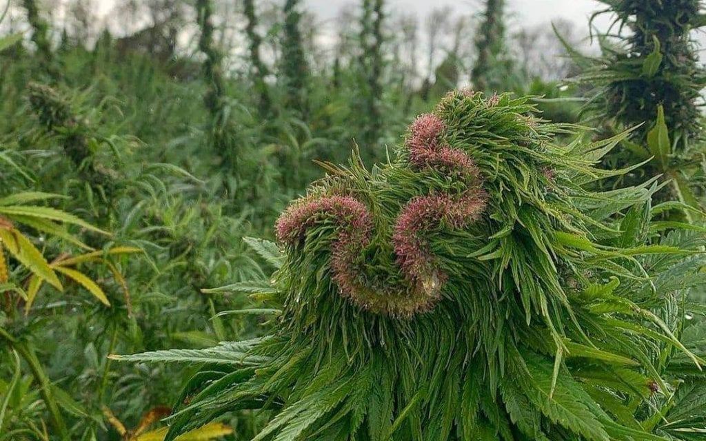 polyploid marijuana plant