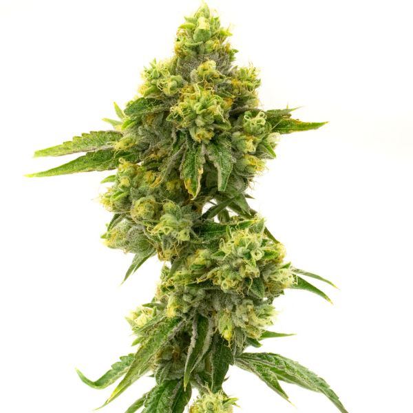 homegrowncannabisco.com