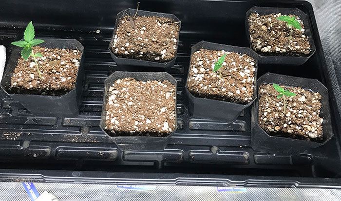 Week 2 plant growth