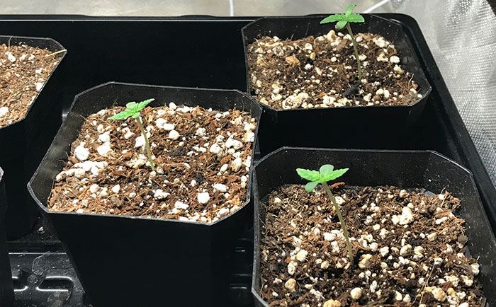 Cotton Candy Seedlings