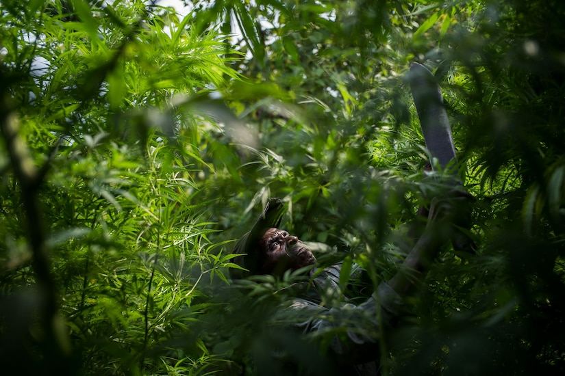 a man harvesting marijuana