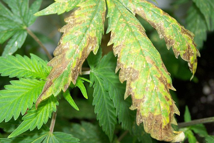 Marijuana-Plants-With-Nutrient-Burn-720x480.jpg