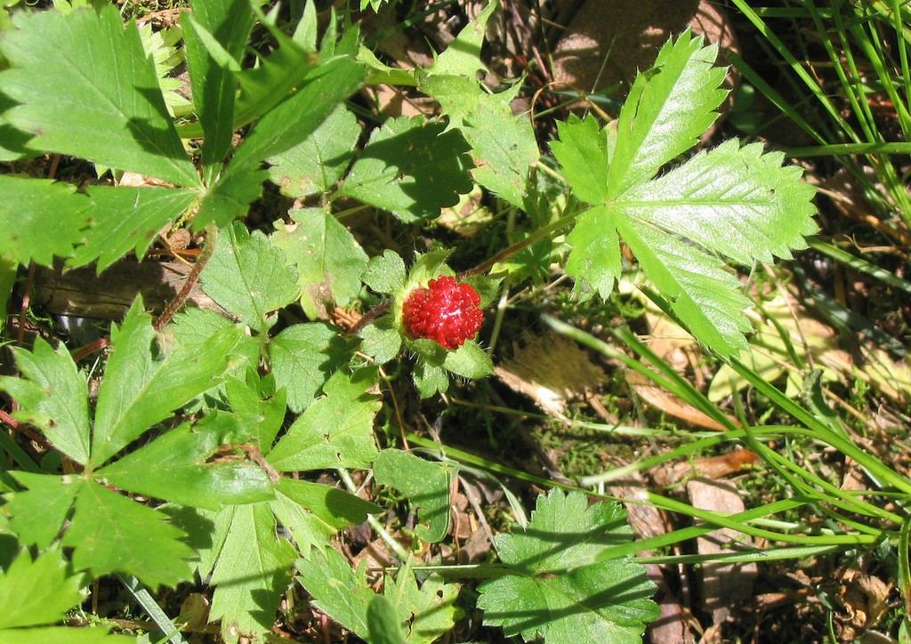 wild-strawberry-plants.jpg