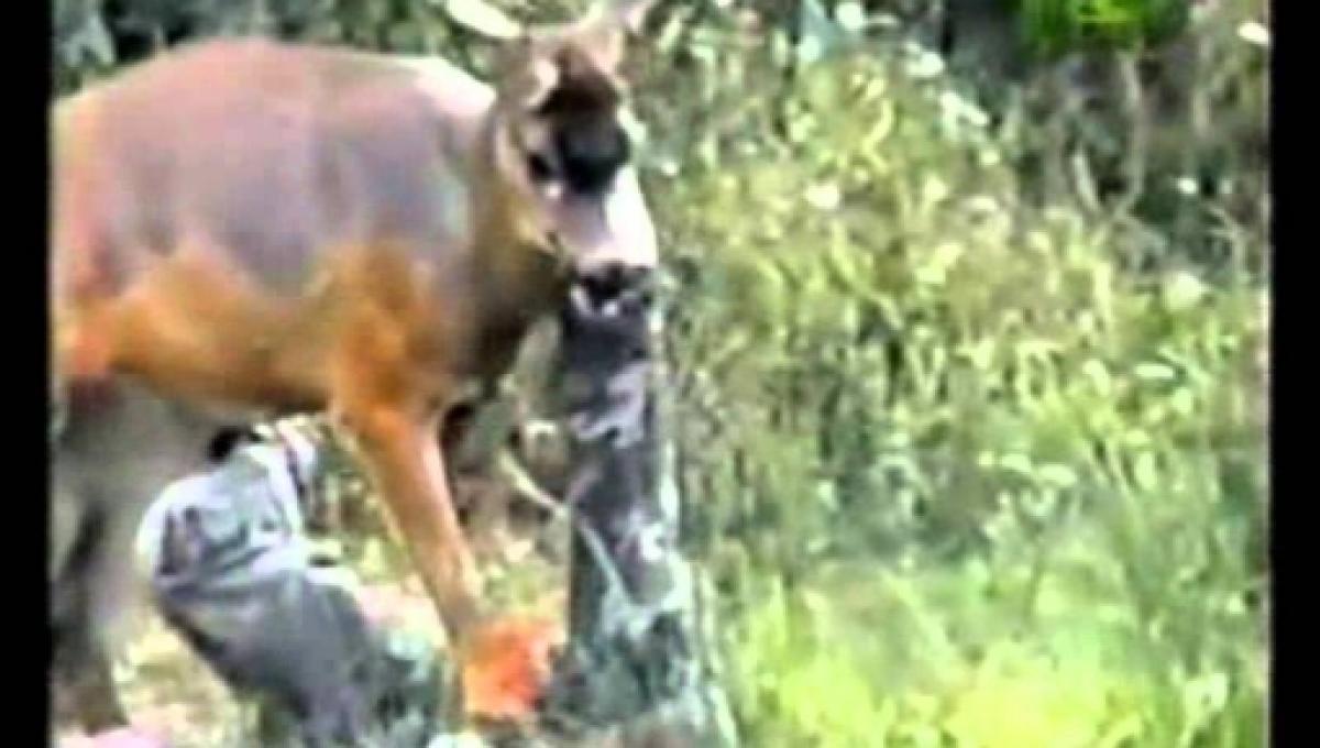 deer-attacks-hunter-photo-blasting-news-library-youtube-youtube-com_961975.jpg