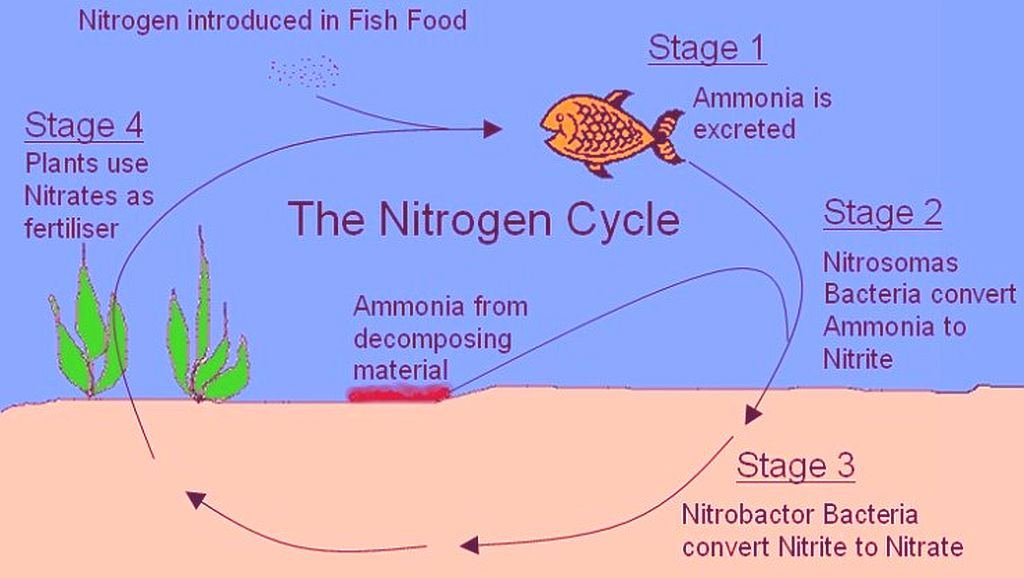 Nitrogen-Cycle.jpg