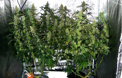 These two main-lined cannabis plants have grown long thick buds These two main-lined cannabis plants have grown long thick buds