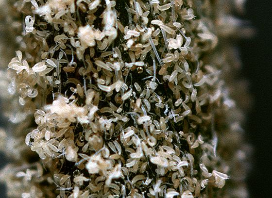 Hemp-Russet-Mite-clsoeup-Aculops-cannabicola-Bloomington-Indiana-picture-by-Karl-Hillig.jpg