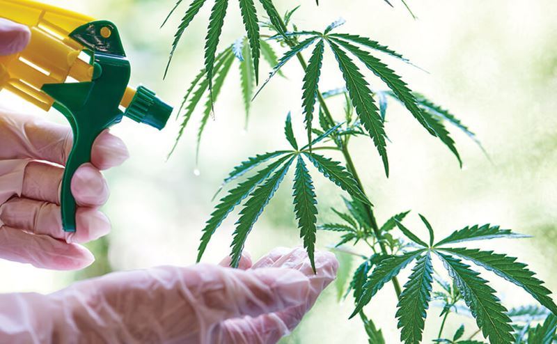 Triacontanol and Growing Cannabis: Miracle or Snake Oil?