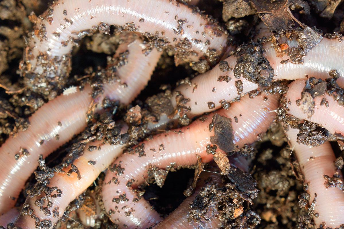 c0122769-earthworms_feeding_on_fallen_leaves-spl.jpg