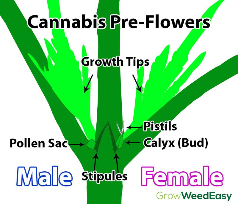 cannabis-preflowers-diagram.jpg