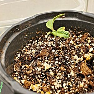 first-grow-curled-seedling.jpg