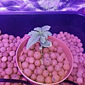 first-time-hydro-already-lost-one-seedling-need-help-asap.jpg