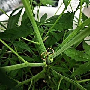 help-identify-plant-sex-please.jpg