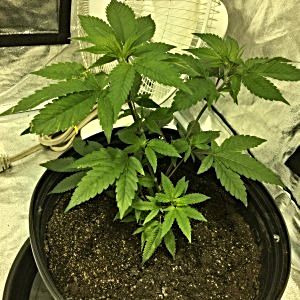 1st-time-grower-please-help.jpeg