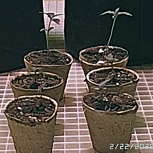 Grow1 2020-02-18 06.49.04 PM_Sub_01.mp4