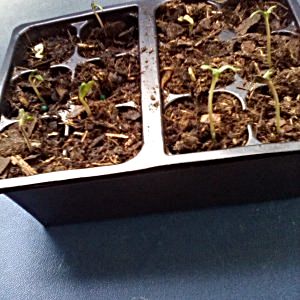 new-plants-need-some-advice-new-to-growing.jpg