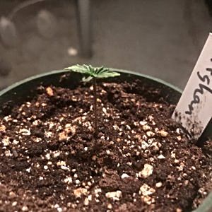 help-with-seedlings.jpeg