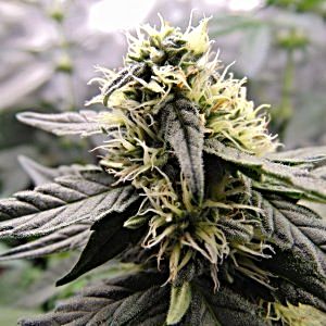 gdp-auto-week-8-from-seed.jpg