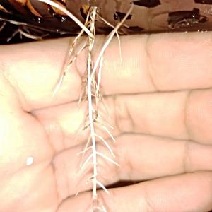 1st-time-dwc-issues--rootpest.jpg